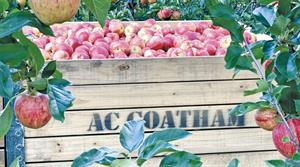 AC Goatham & Son apples